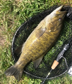 スモールマウスバスの釣果