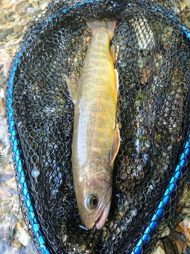 イワナの釣果