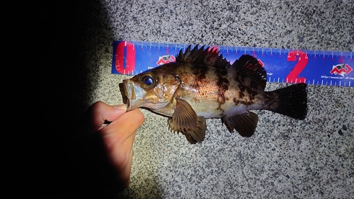 シロメバルの釣果