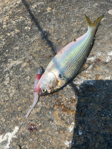 コノシロの釣果