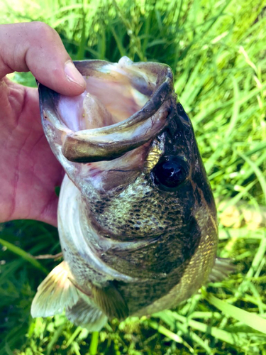 ラージマウスバスの釣果