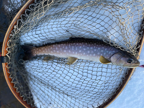 アメマスの釣果