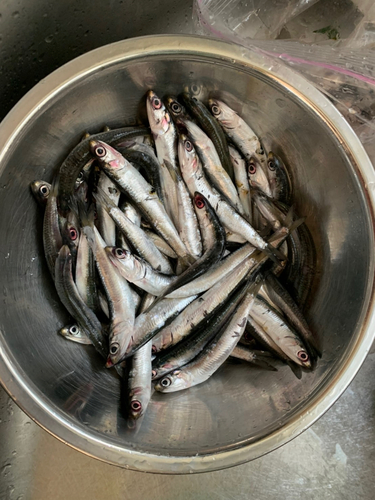 カタクチイワシの釣果