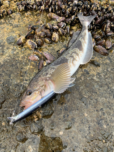 ホッケの釣果