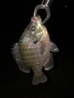 ブルーギルの釣果