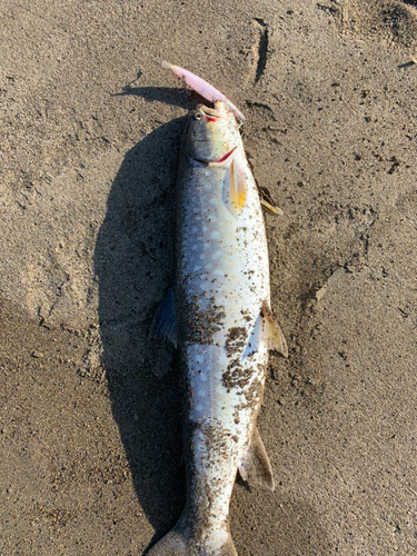 アメマスの釣果