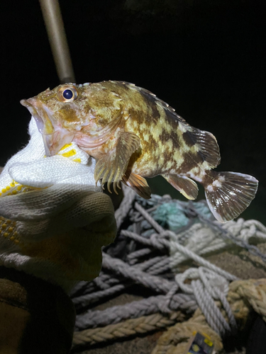 ガシラの釣果