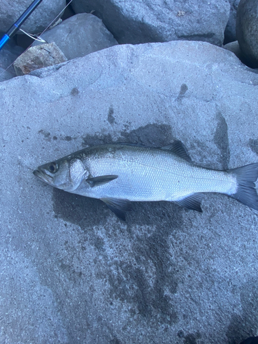 ヒラスズキの釣果