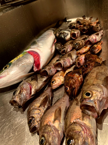 クロメバルの釣果