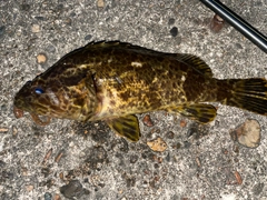 タケノコメバルの釣果