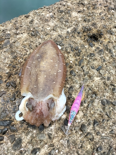 モンゴウイカの釣果