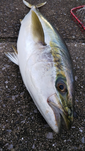 ブリの釣果