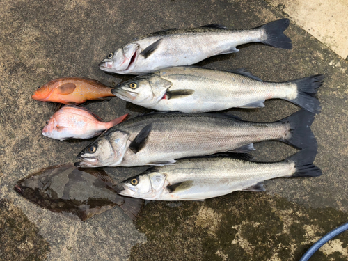 シーバスの釣果