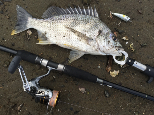 キビレの釣果