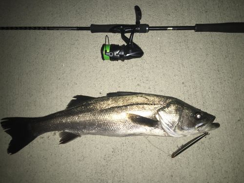 シーバスの釣果