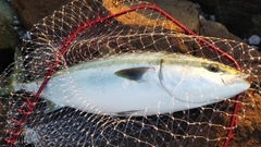ブリの釣果