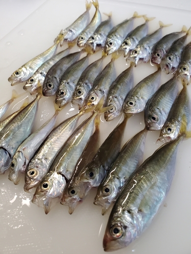 アジの釣果