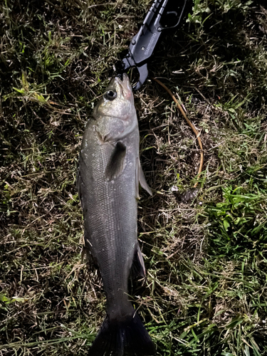 スズキの釣果