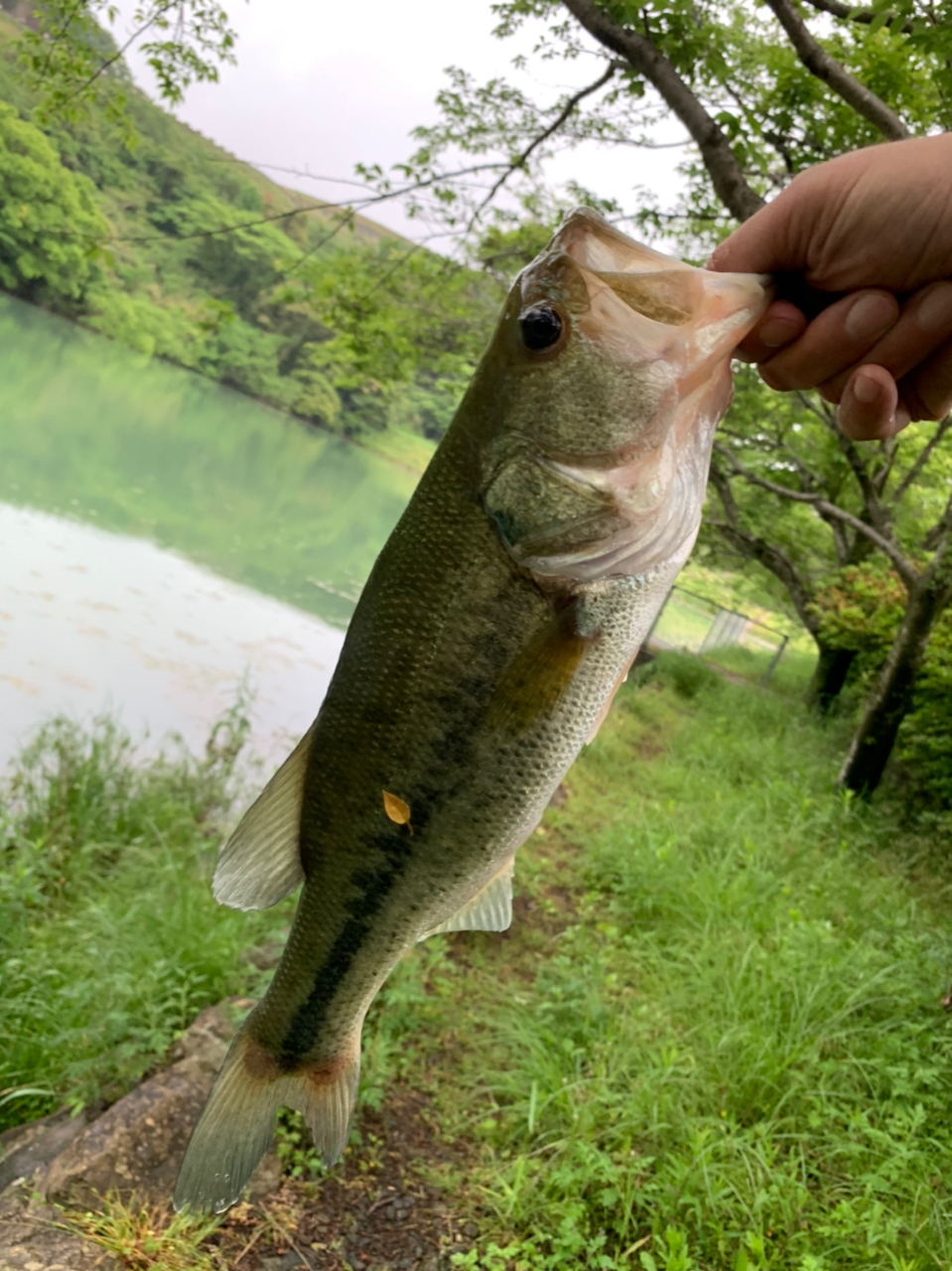 ブラックバス