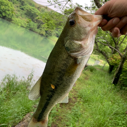 ブラックバス