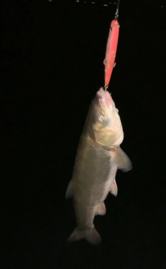 マルタウグイの釣果