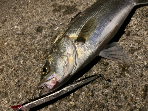 スズキの釣果