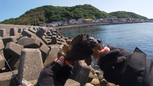 クロソイの釣果