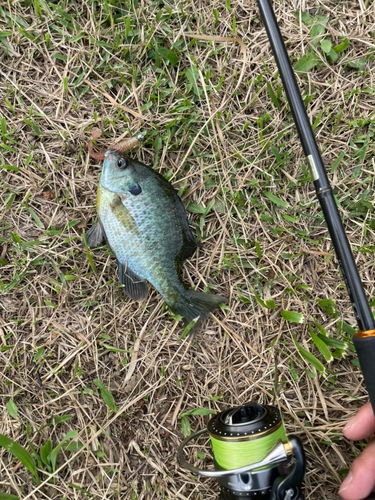 ブルーギルの釣果