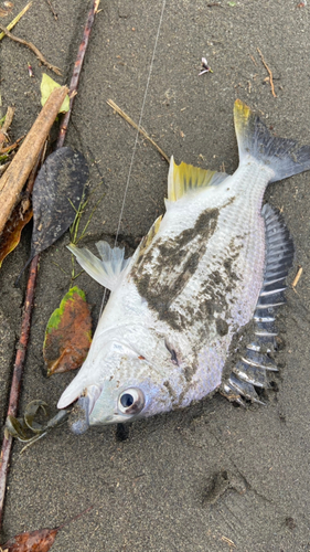 キビレの釣果