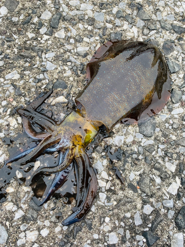 アオリイカの釣果