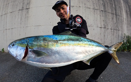 ワラサの釣果