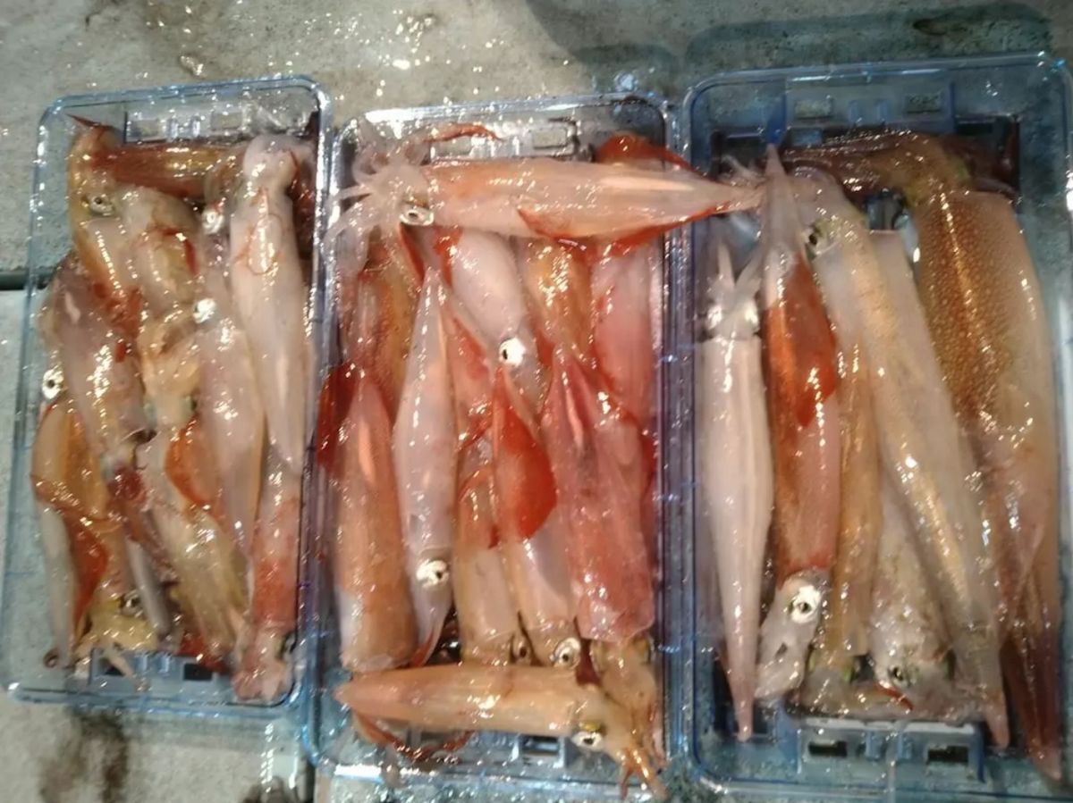 アングラー44359268さんの釣果 2枚目の画像