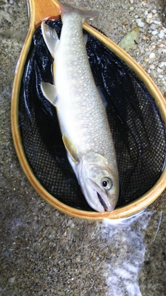 イワナの釣果