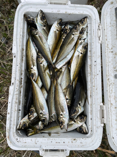 アラカブの釣果