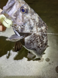 クロソイの釣果