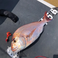 マダイの釣果