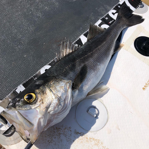 スズキの釣果