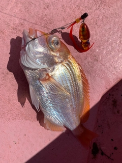 レンコダイの釣果