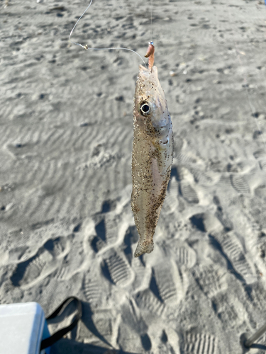 キスの釣果