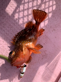 ウッカリカサゴの釣果