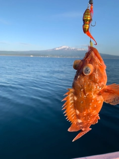 ウッカリカサゴの釣果