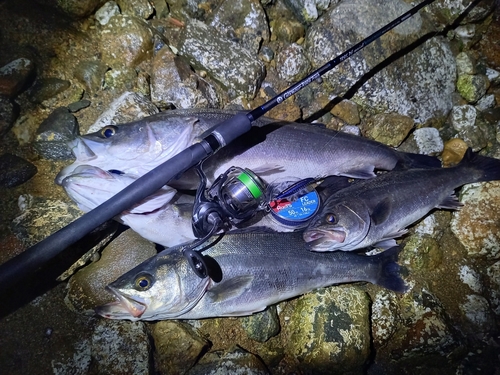 シーバスの釣果