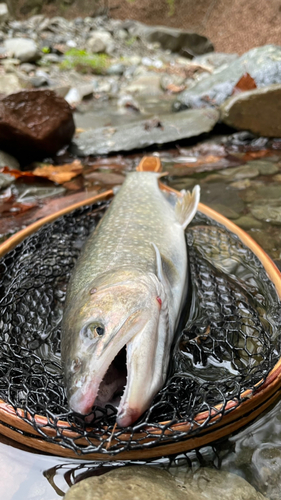 イワナの釣果