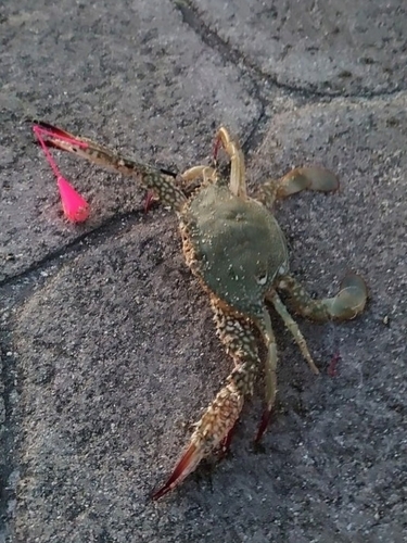 カニの釣果