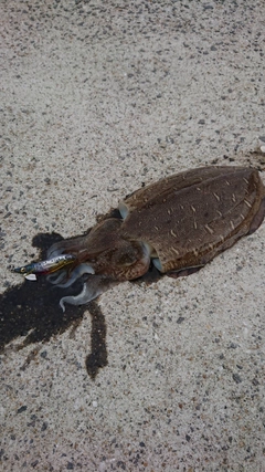 カミナリイカの釣果