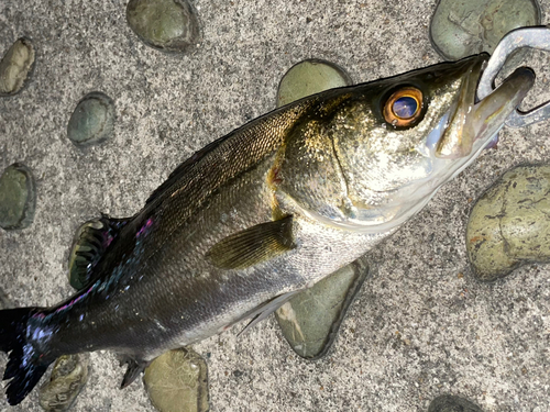 セイゴ（マルスズキ）の釣果