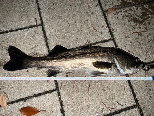 シーバスの釣果