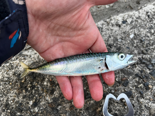 サバの釣果