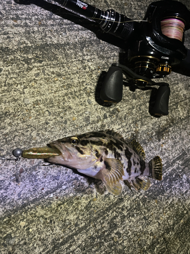 タケノコメバルの釣果