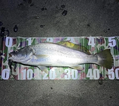ニベの釣果